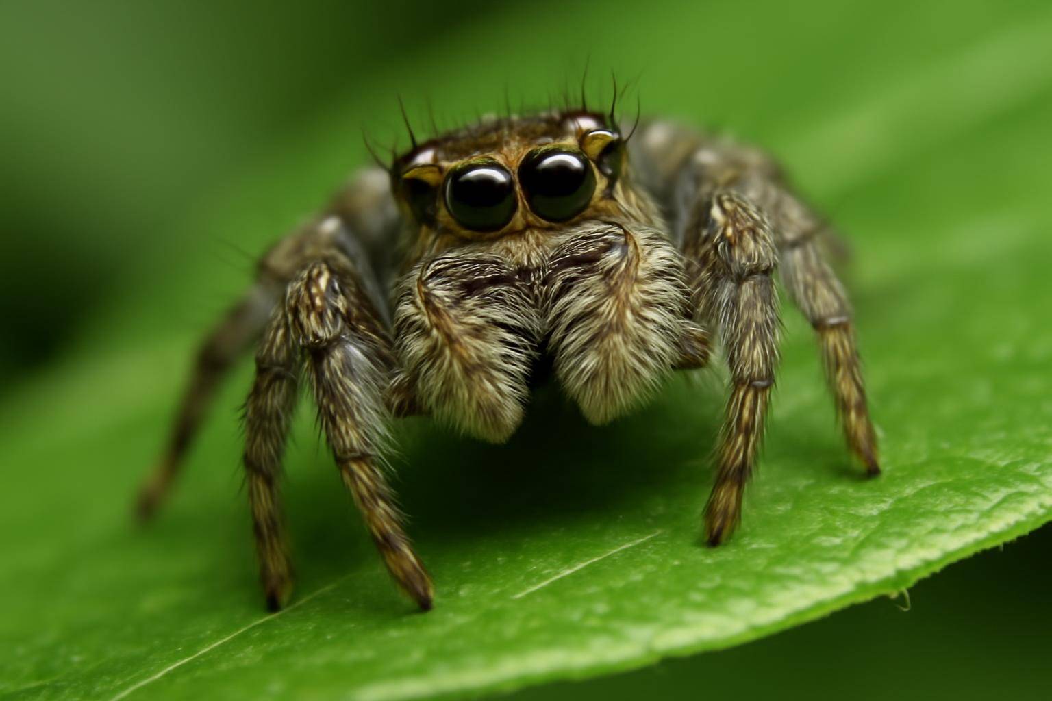 A jumping spider with large forward-facing eyes perched close to a camera lens on a green leaf